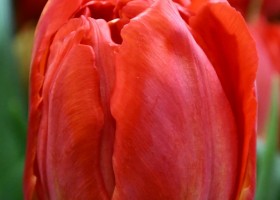 Tulipa Viking (4)